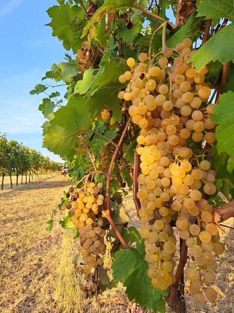 Discovering the mystery grape varieties - What to Expect During the Tour
