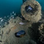 Dive the U-boat 1277 - the Most Iconic Dive in Portugal - The Nuances of This Experience