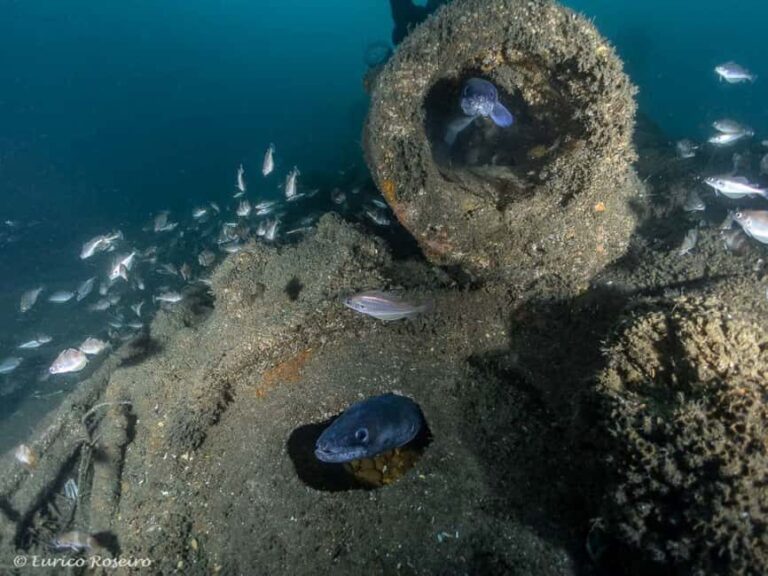 Dive the U-boat 1277 - the Most Iconic Dive in Portugal - The Nuances of This Experience