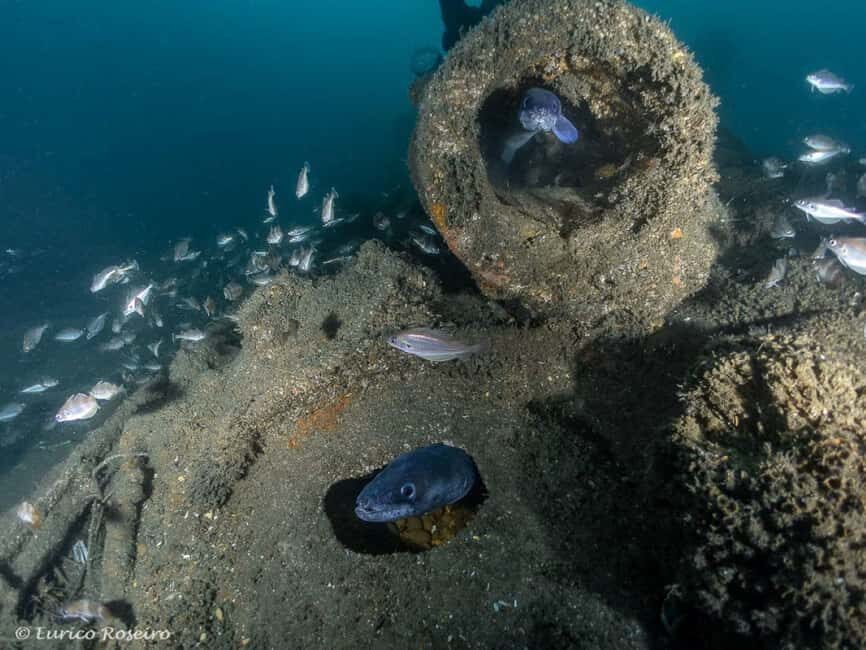 Dive the U-boat 1277 - the Most Iconic Dive in Portugal - The Nuances of This Experience