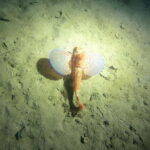 Diving - The Underwater Highlights: Sculptures and Fish