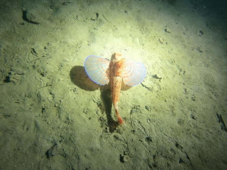 Diving - The Underwater Highlights: Sculptures and Fish