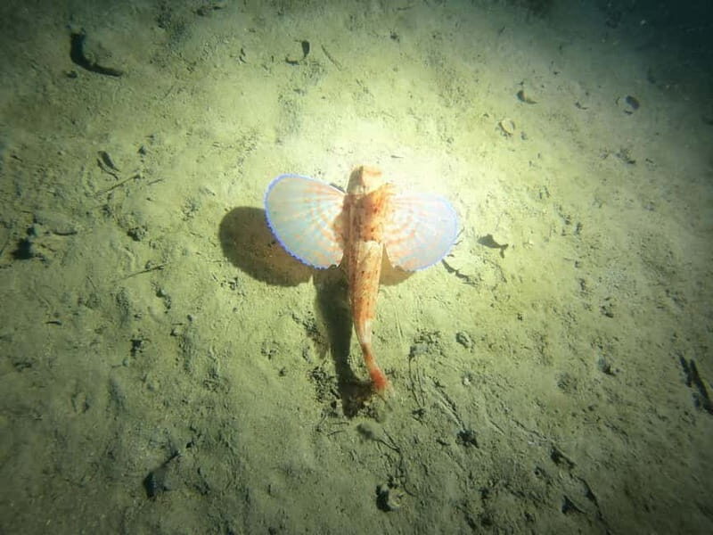 Diving - The Underwater Highlights: Sculptures and Fish