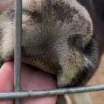 Dog Sledding and Animal Encounters Tour from Anchorage - An In-Depth Look at the Experience