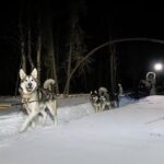 Dog Sledding and Northern Lights Combo Night - What to Expect from the Dog Sledding and Northern Lights Combo Night