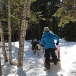 Dogsledding Nordic Adventure in Mont Tremblant - Why This Tour Is Worth Considering