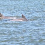Dolphin and Wildlife History Tour - Why You Should Consider This Tour