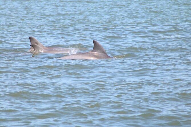 Dolphin and Wildlife History Tour - Why You Should Consider This Tour