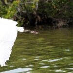 Dolphin Eco Cruise Nature Adventure in Cocoa Beach - What’s Included and What’s Not