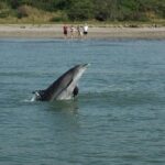 Dolphin Encounter - What Travelers Can Expect to Get from This Tour