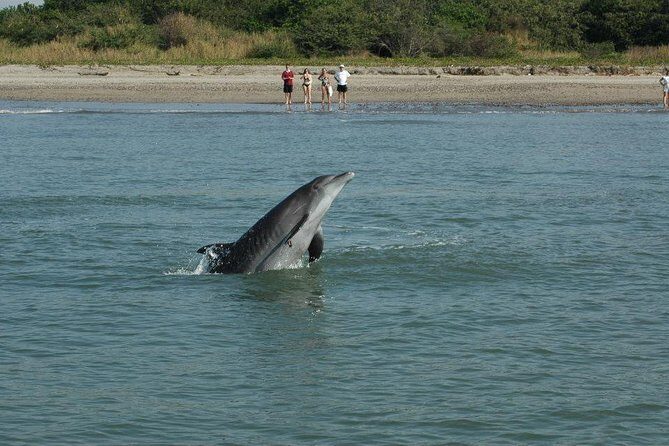 Dolphin Encounter - What Travelers Can Expect to Get from This Tour
