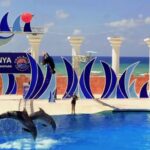 Dolphin Show Free Transfer From Alanya, Side, Kemer,Antalya - FAQ