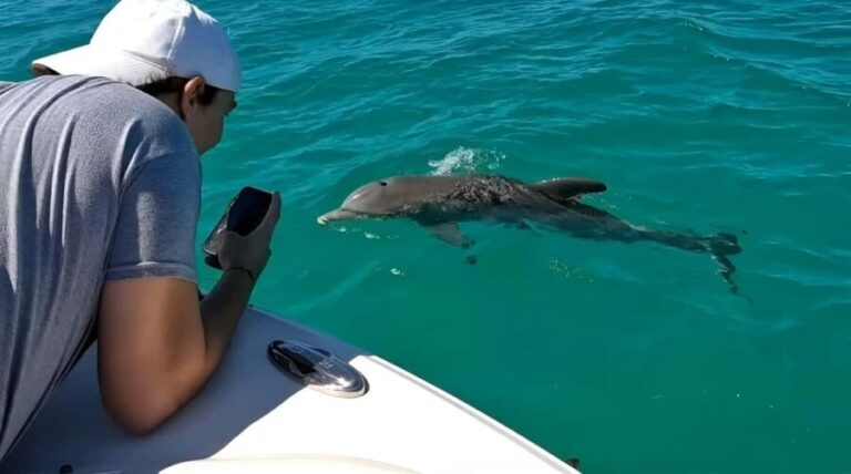 Dolphin & Snorkeling Key West - Dolphin Watching: A Personal Encounter