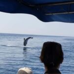 Dolphin tour 2 hours - The Itinerary: What to Expect