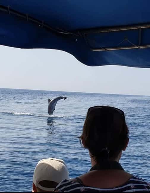 Dolphin tour 2 hours - The Itinerary: What to Expect