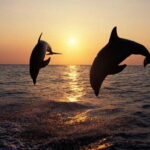 Dolphin Tour  85% chance - All inclusive Drinks + Dinner - Detailed Breakdown of the Itinerary and Experience