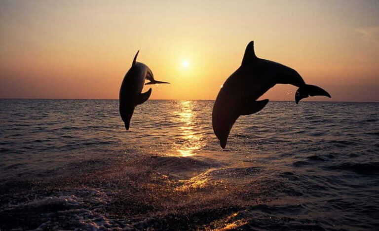 Dolphin Tour 85% chance - All inclusive Drinks + Dinner - Detailed Breakdown of the Itinerary and Experience