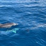 Dolphin Tours in Fuerteventura - What You Can Expect on Board