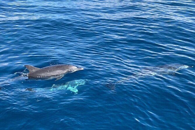 Dolphin Tours in Fuerteventura - What You Can Expect on Board