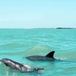 Dolphin watching by private boat from Isla Aguada - Exploring the Tour in Detail