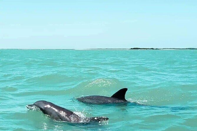 Dolphin watching by private boat from Isla Aguada - Exploring the Tour in Detail