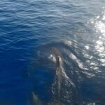 Dolphin watching in Estepona - Authentic Experiences Driven by Genuine Reviews