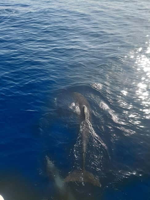 Dolphin watching in Estepona - Authentic Experiences Driven by Genuine Reviews