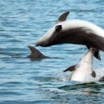 DOLPHIN WATCHING | Pula Boat - Who Will Love This Tour?