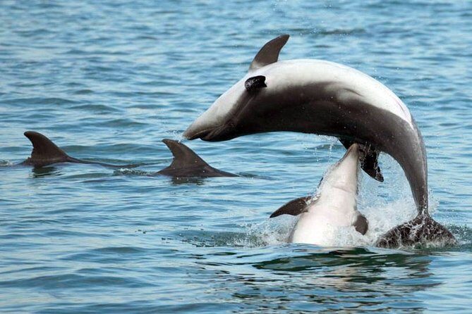 DOLPHIN WATCHING | Pula Boat - Who Will Love This Tour?