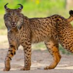 Doñana: 4x4 tour of the national park and beaches - The Practicalities: Transport, Price, and Group Size