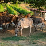 Donkey Farm and Lipa Cave Tour; Cave Crawling Donkey Calling - The Practicalities and Value
