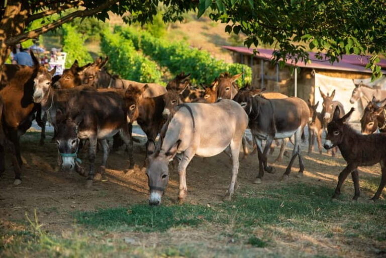 Donkey Farm and Lipa Cave Tour; Cave Crawling Donkey Calling - The Practicalities and Value