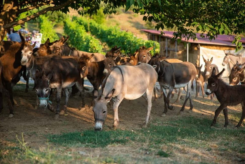 Donkey Farm and Lipa Cave Tour; Cave Crawling Donkey Calling - The Practicalities and Value