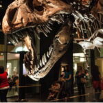 Drumheller Full Day: Tyrrell Museum & Canyon Adventure - Who Should Consider This Tour?