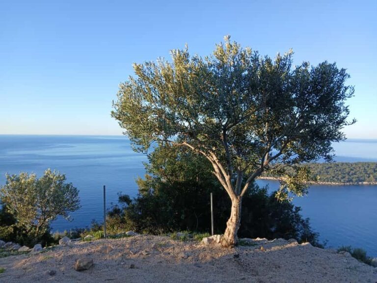 Dubrovnik: Dawn Nature Walk with Historical Twist - What’s Included and What to Bring