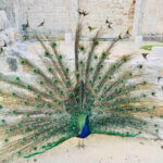 Dubrovnik: Lokrum Island and Betina Cave Boat Tour - An Overview of the Tour