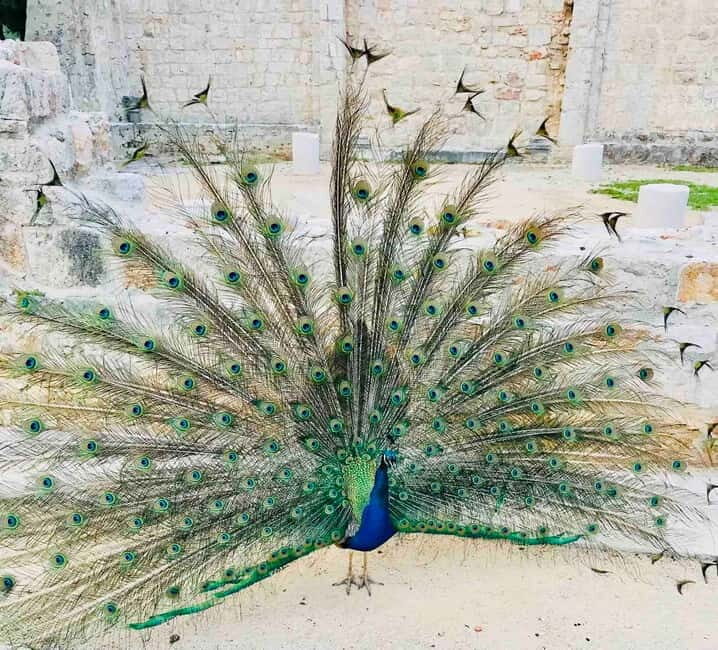 Dubrovnik: Lokrum Island and Betina Cave Boat Tour - An Overview of the Tour