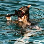 Dubrovnik: Private 2-Hour Swim, Snorkel & Cave Tour - What’s Included and What to Consider