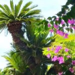 Dubrovnik Views & Trsteno Botanical Garden Experience - Authentic Experiences and Hidden Gems