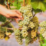 Durrës: Sunset Vineyard Tour with Wine Tasting - Exploring the Itinerary