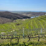 Durres & Wine Tasting Tour - What Makes This Tour a Good Value?