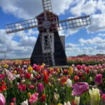 Dutch Countryside: , windmills, Villages, Cheese & Clogs - An In-Depth Look at the Itinerary