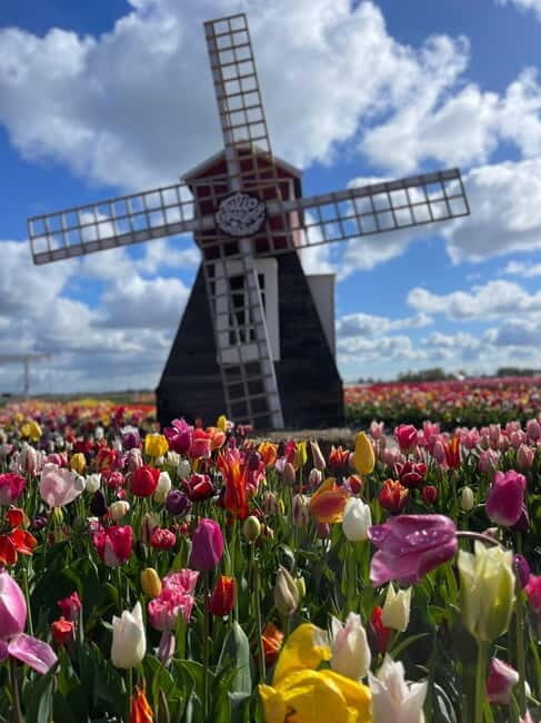 Dutch Countryside: , windmills, Villages, Cheese & Clogs - An In-Depth Look at the Itinerary