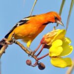 Early Birdwatching Eco City Tour Exper. + 2 Locations & Breakfast - Additional Practical Details