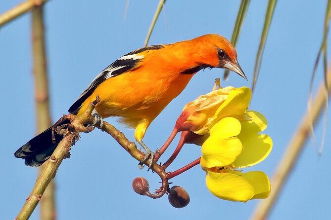 Early Birdwatching Eco City Tour Exper. + 2 Locations & Breakfast - Additional Practical Details