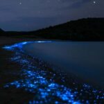 Eastsound: Orcas Island Bioluminescent Kayak Tour - The Sum Up