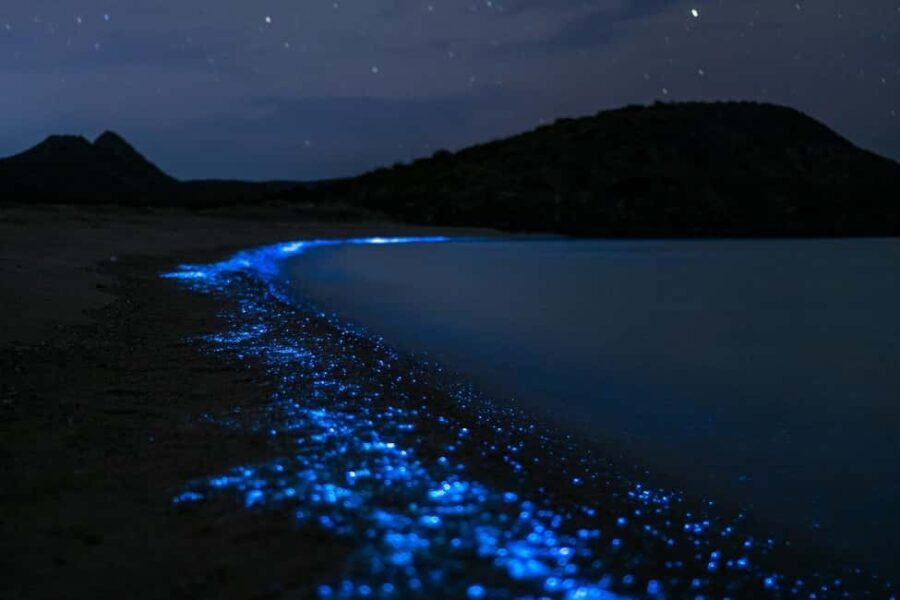 Eastsound: Orcas Island Bioluminescent Kayak Tour - The Sum Up