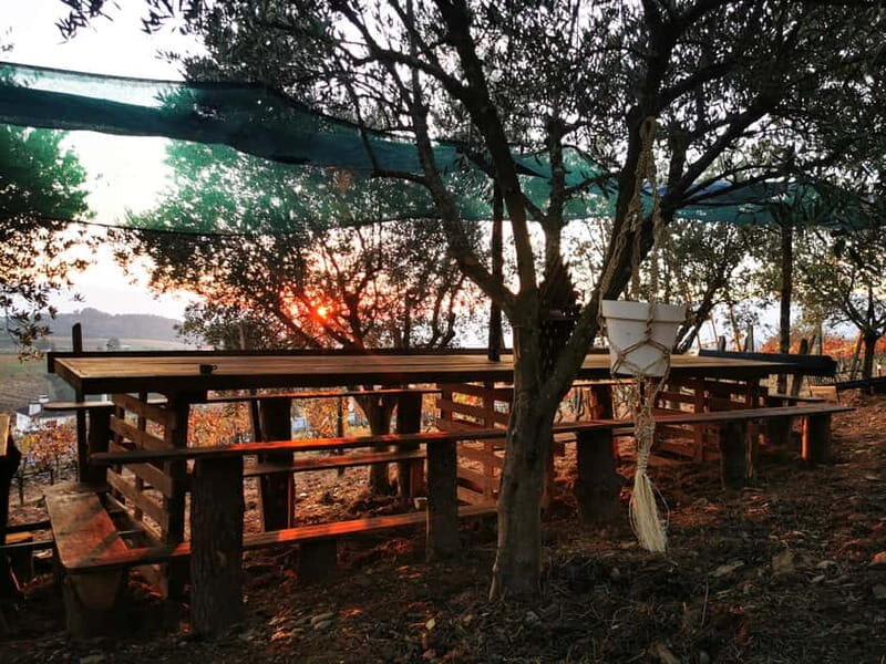 Eat in the vineyards like a Duriense - What to Expect: A Deep Dive into the Experience