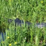 Eco Adventure Scenic Wildlife Boat Cruise - The Role of Guides and the Experience They Provide