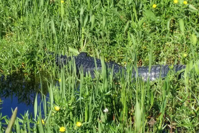 Eco Adventure Scenic Wildlife Boat Cruise - The Role of Guides and the Experience They Provide